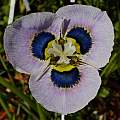 Moraea villosa form B, Michael Mace Moraea villosa form B, Michael Mace