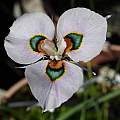 Moraea villosa form C, Michael Mace Moraea villosa form C, Michael Mace