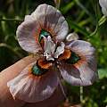 Moraea villosa form D, faded by the sun, Michael Mace Moraea villosa form D, faded by the sun, Michael Mace