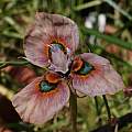 Moraea villosa form D, Michael Mace Moraea villosa form D, Michael Mace