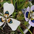 Moraea villosa form F (left) and B, Michael Mace Moraea villosa form F (left) and B, Michael Mace