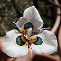 Moraea villosa form F, Michael Mace Moraea villosa form F, Michael Mace