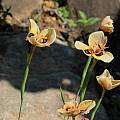 Moraea villosa ssp elandsmontana, Kirstenbosch, Bob Rutemoeller