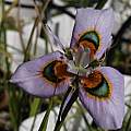 Moraea villosa form J, Michael Mace Moraea villosa form J, Michael Mace
