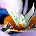 Moraea villosa pollination, M. Gastil-Buhl