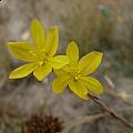 Moraea virgata, Fairfield, Cameron McMaster [Shift+click to enlarge, Click to go to wiki entry]