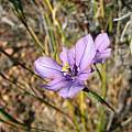 Moraea worcesterensis, Nick Helme, iNaturalist, CC BY-NC [Shift+click to enlarge, Click to go to wiki entry]