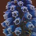 Muscari armeniacum 'Blue Spike', David Pilling