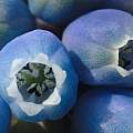 Muscari armeniacum 'Blue Spike', David Pilling