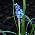 Muscari botryoides, Mary Sue Ittner
