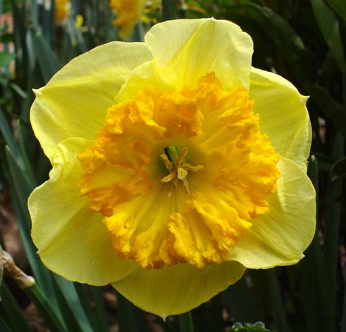 File:BLW Narcissus.jpg - Wikimedia Commons