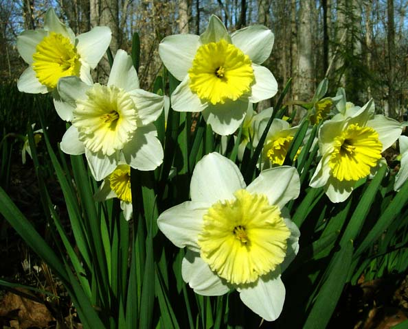 Narcissus Division 2 E-Q | Pacific Bulb Society