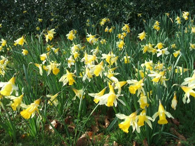 Narcissus pseudonarcissus | Pacific Bulb Society