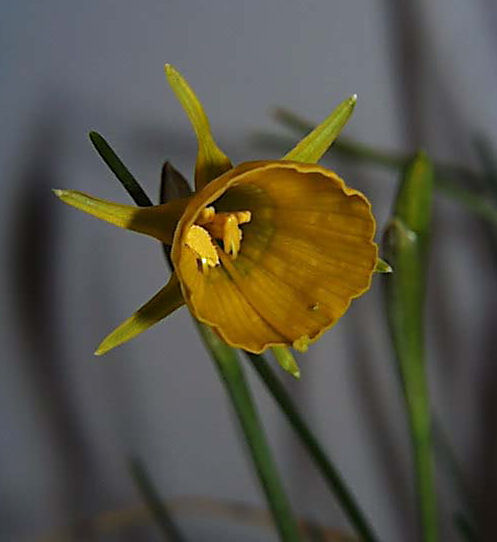 Narcissus Species Q-Z | Pacific Bulb Society