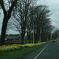 Narcissus line the A6 in Lancashire, David Pilling