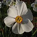 Narcissus 'Actaea', Jay Yourch
