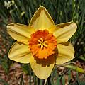 Narcissus &#039;Ambergate&#039;, Jay Yourch [Shift+click to enlarge, Click to go to wiki entry]