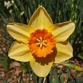 Narcissus 'Ambergate', Jay Yourch [Shift+click to enlarge, Click to go to wiki entry]