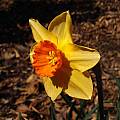 Narcissus 'Ambergate', Jay Yourch