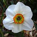 Narcissus &#039;Angel Eyes&#039;, Jay Yourch [Shift+click to enlarge, Click to go to wiki entry]
