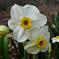 Narcissus &#039;Aspasia&#039;, Jay Yourch [Shift+click to enlarge, Click to go to wiki entry]