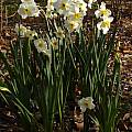 Narcissus 'Aspasia', Jay Yourch