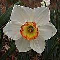 Narcissus &#039;Audubon&#039;, Jay Yourch [Shift+click to enlarge, Click to go to wiki entry]