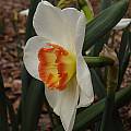 Narcissus 'Audubon', Jay Yourch