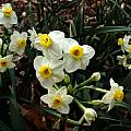 Narcissus 'Avalanche' Group, Jay Yourch