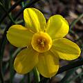 Narcissus &#039;Baby Moon&#039;, Jay Yourch [Shift+click to enlarge, Click to go to wiki entry]