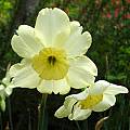 Narcissus &#039;Bahama Beach&#039;, Jay Yourch [Shift+click to enlarge, Click to go to wiki entry]