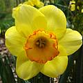 Narcissus &#039;Bantam&#039;, Jay Yourch [Shift+click to enlarge, Click to go to wiki entry]