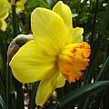 Narcissus 'Bantam', Jay Yourch