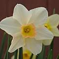 Narcissus 'Bell Song', 29th April 2013, David Pilling