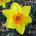 Narcissus 'Brackenhurst', Jay Yourch [Shift+click to enlarge, Click to go to wiki entry]