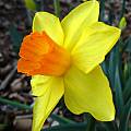 Narcissus 'Brackenhurst', Jay Yourch