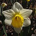 Narcissus 'Bravoure', Jay Yourch [Shift+click to enlarge, Click to go to wiki entry]
