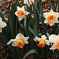 Narcissus 'Chromacolor', Jay Yourch