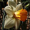 Narcissus 'Chromacolor', Jay Yourch