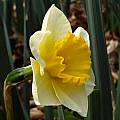 Narcissus 'Derringer', Jay Yourch