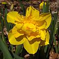 Narcissus &#039;Double Smiles&#039;, Jay Yourch [Shift+click to enlarge, Click to go to wiki entry]