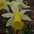 Narcissus &#039;Elka&#039;, Jay Yourch [Shift+click to enlarge, Click to go to wiki entry]
