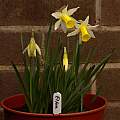 Narcissus 'Elka', 12th March 2014, David Pilling