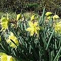 Narcissus 'Eystettensis', Mark Brown