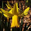 Narcissus 'February Gold' Close-up, Jay Yourch