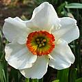 Narcissus 'Felindre', Jay Yourch