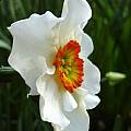 Narcissus 'Felindre' Profile, Jay Yourch