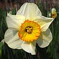 Narcissus 'Flower Record', Jay Yourch