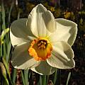 Narcissus 'Fragrant Rose', Jay Yourch