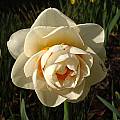 Narcissus &#039;Gay Kybo&#039;, Jay Yourch [Shift+click to enlarge, Click to go to wiki entry]